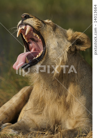 獅子 獅子 14013664