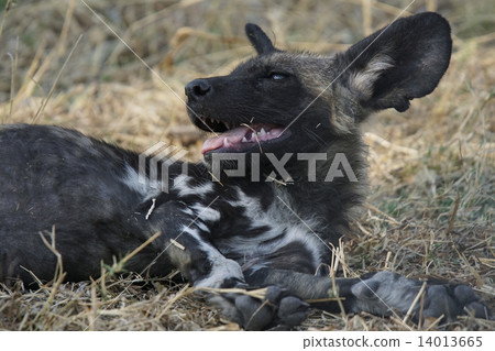 非洲野狗 14013665