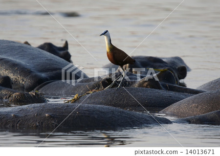 Hippo and Africa Lenkaku Hippo and Africa Lenkaku 14013671