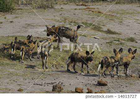 African wild dog 14013727