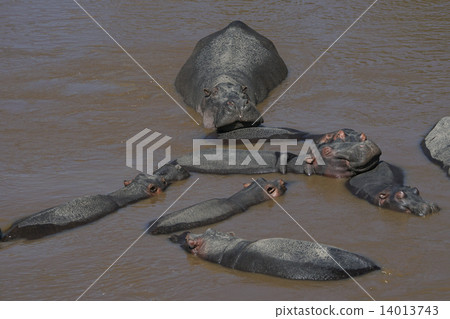 Hippopotamus 14013743