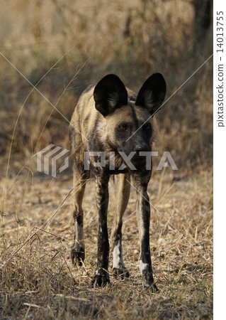 African wild dog African wild dog 14013755