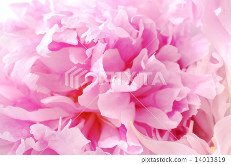 Petal Petal 14013819