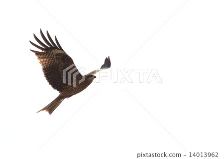 托比的飛行 托比的飛行 14013962