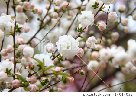 Garden cherry tree 02 Garden cherry tree 02 14014052