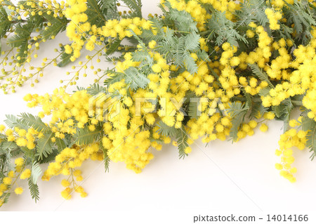 含羞草（左側） 14014166