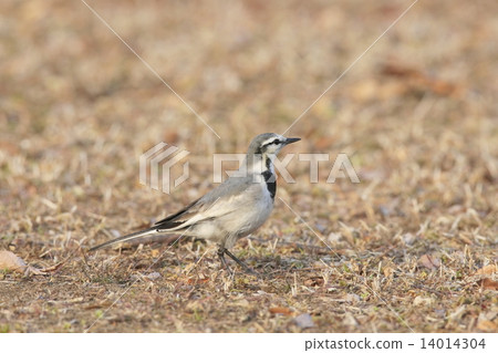 Hakusekirei 14014304