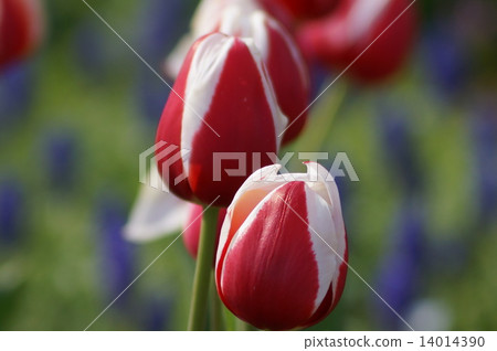 鬱金香滿屋 14014390