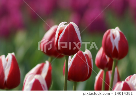 鬱金香滿屋 鬱金香滿屋 14014391