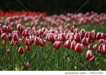 鬱金香滿屋 14014392