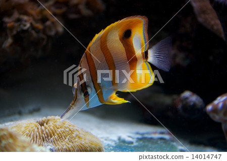 Copperband butterflyfish feeding on a coral reef 14014747
