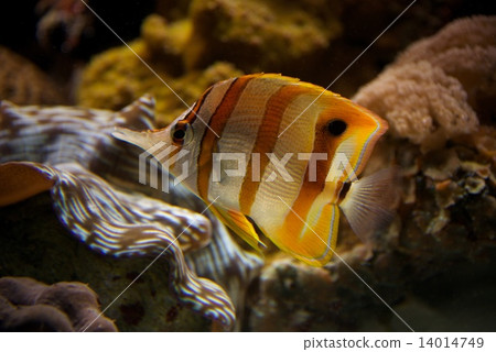 Copperband butterflyfish swimming upwards through coral reef 14014749