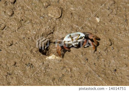 Crab emerging from hole on muddy shore Crab emerging from hole on muddy shore 14014751