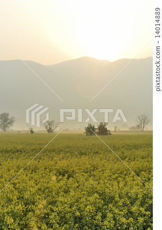 Rape blossoms 14014889