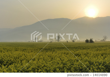 Rape blossoms 14014890