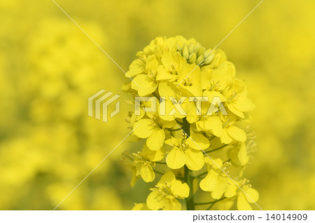 強姦開花 14014909