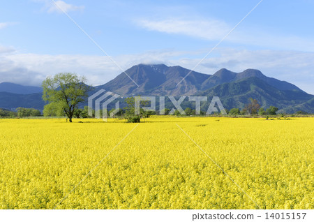 強姦開花 強姦開花 14015157