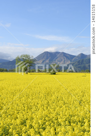 強姦開花 強姦開花 14015158