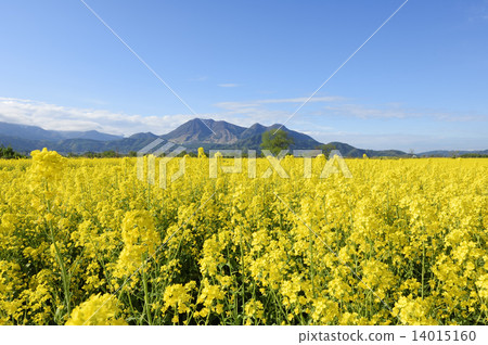 強姦開花 強姦開花 14015160