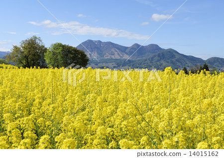 強姦開花 強姦開花 14015162