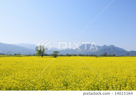 強姦開花 強姦開花 14015164