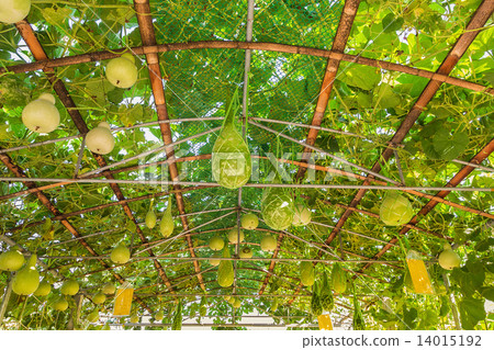 Green roof made from calabash plant Green roof made from calabash plant 14015192