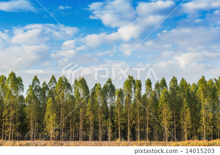 Eucalyptus tree 14015203
