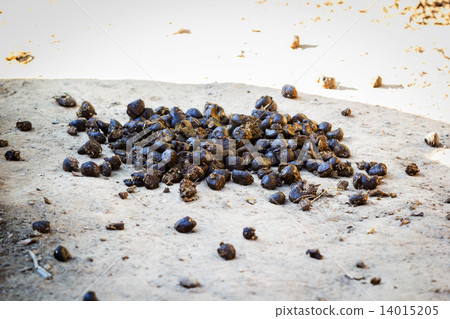 Feces of horses 14015205