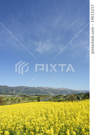 Rape blossoms 14015257