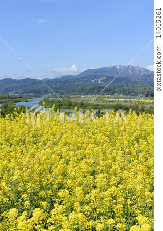 Rape blossoms 14015261