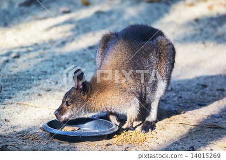 Parma wallaby feeding 14015269