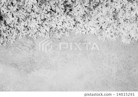 Texture of spike moss and cement floor 14015291