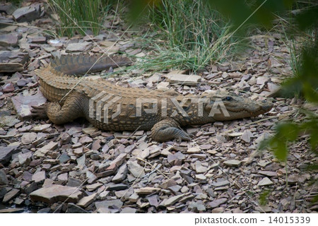Crocodile on stony ground Crocodile on stony ground 14015339