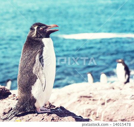 Rockhopper 14015478