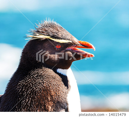 Rockhopper 14015479