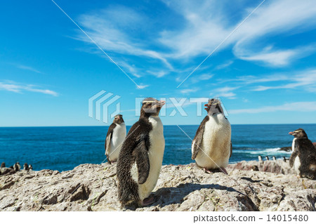 Rockhopper 14015480