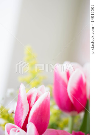Spring color tulip Spring color tulip 14015503