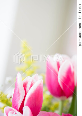 春天的顏色鬱金香 14015504