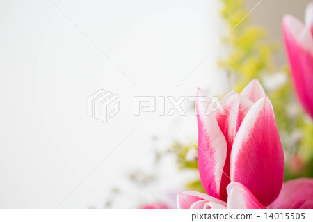 春天的顏色鬱金香 春天的顏色鬱金香 14015505