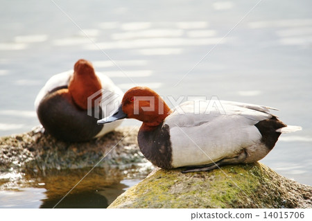 Hoshihaziro(鴨子) Hoshihaziro(鴨子) 14015706