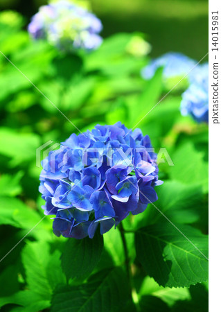 開始綻放的藍色繡球花 開始綻放的藍色繡球花 14015981