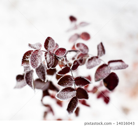 Pink leaves of the dog-rose covered with hoarfrost 14016043