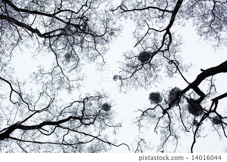 Bare trees covered with hoarfrost 14016044