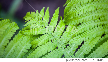 Green fern stems and leaves 14016050