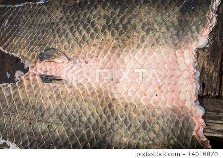 Arapaima Pirarucu skin over wooden table, top view, background Arapaima Pirarucu skin over wooden table, top view, background 14016070