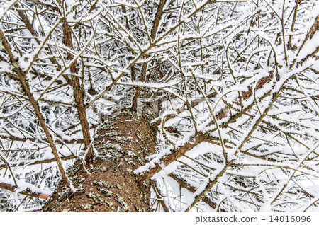 Snow covered fir branch and trunk 14016096