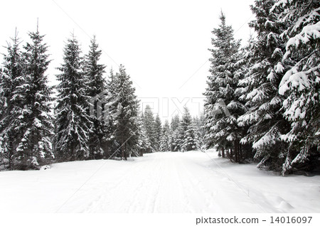 Snowy road in the forest 14016097