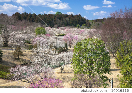 Mito Kairakuen Mito Kairakuen 14016316
