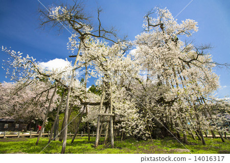 Isaawa Kubo cherry tree Isaawa Kubo cherry tree 14016317