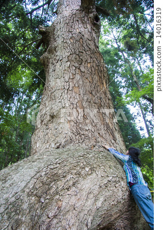 Large fir of Igano 14016319